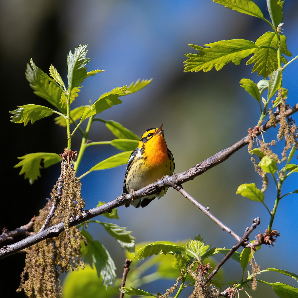 Blackburnian Warbler - ML338202791