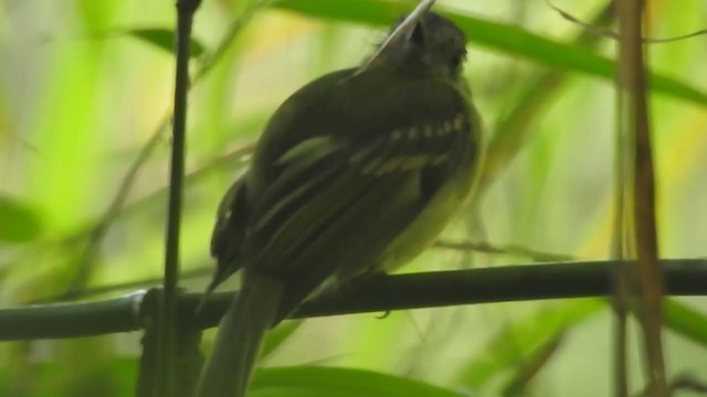 Slaty-capped Flycatcher - ML338203191