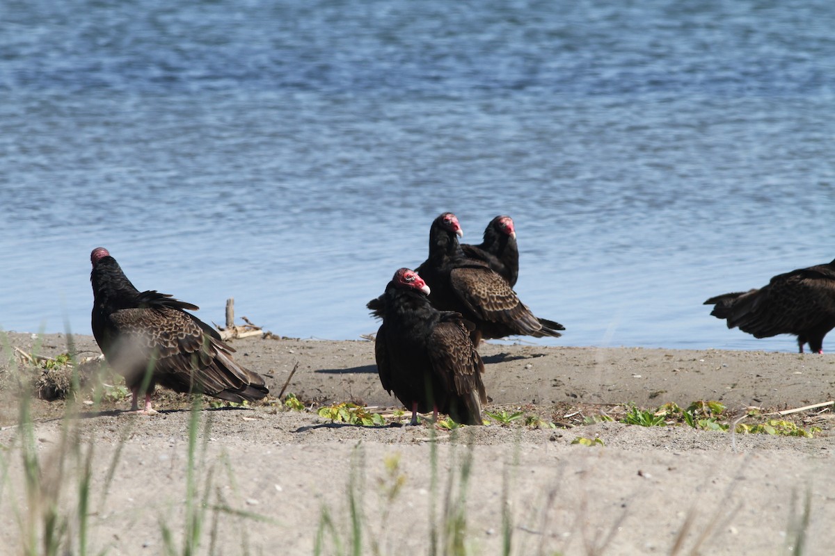 Turkey Vulture - ML338203411