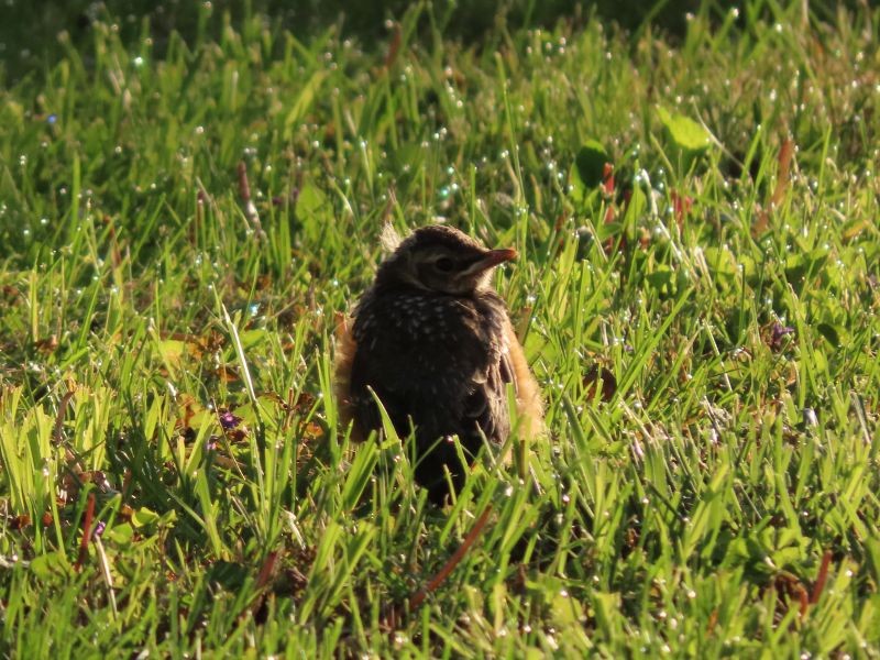 American Robin - ML338203451