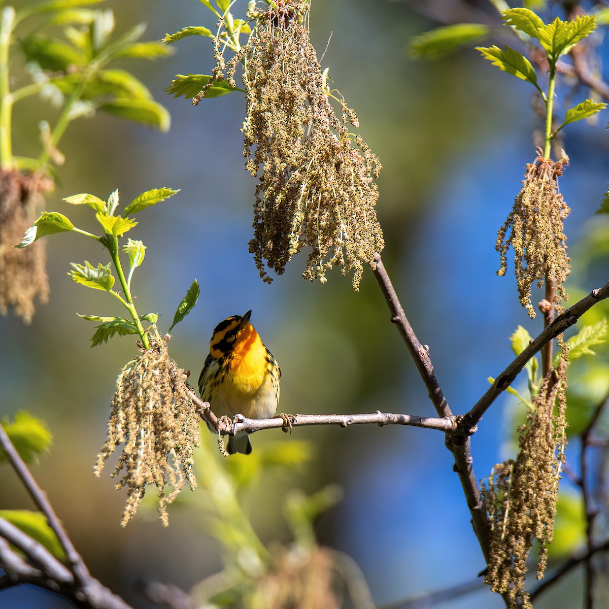 Blackburnian Warbler - ML338203461