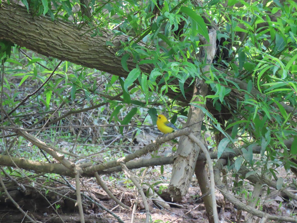 Prothonotary Warbler - Caroline Martin