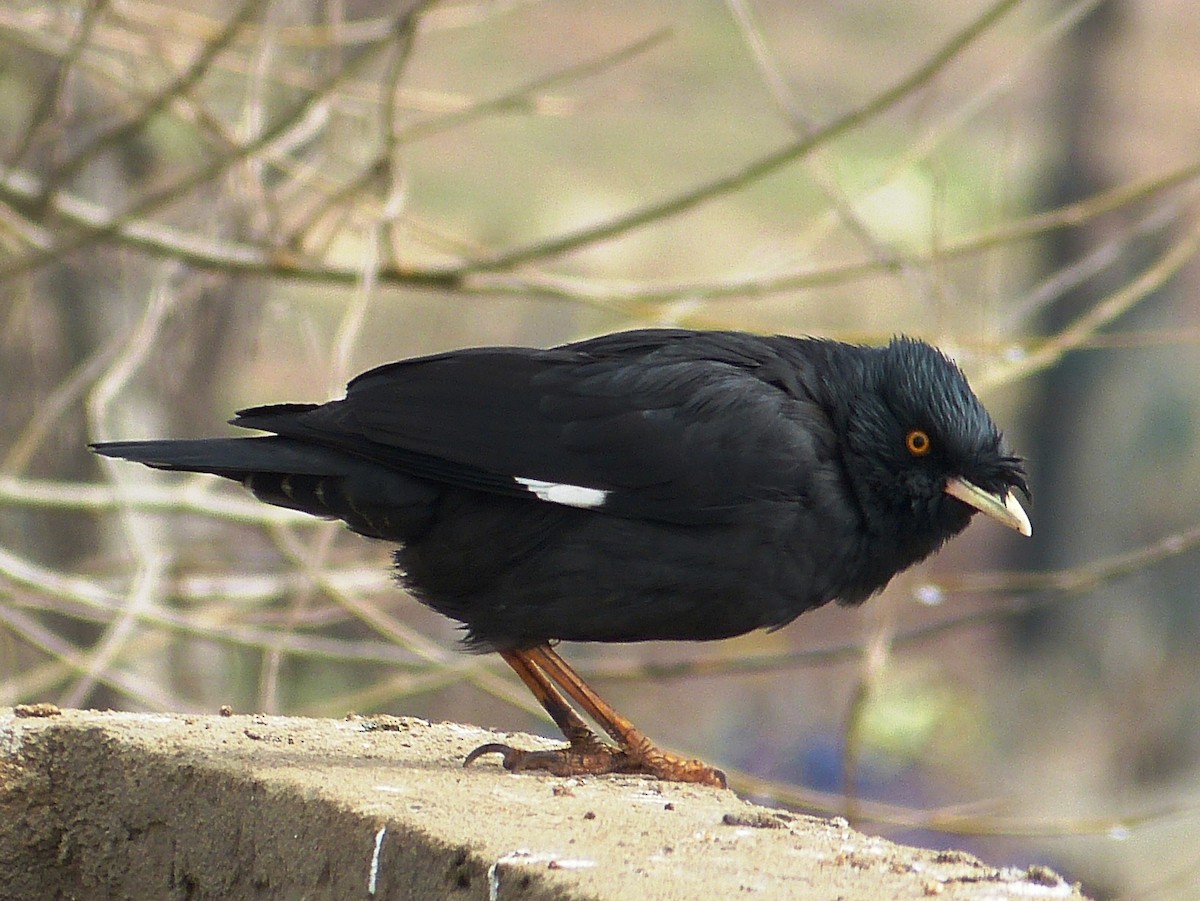 Crested Myna - ML33820461