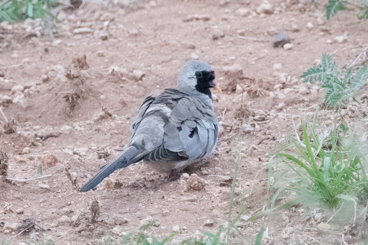 Namaqua Dove - ML338205091