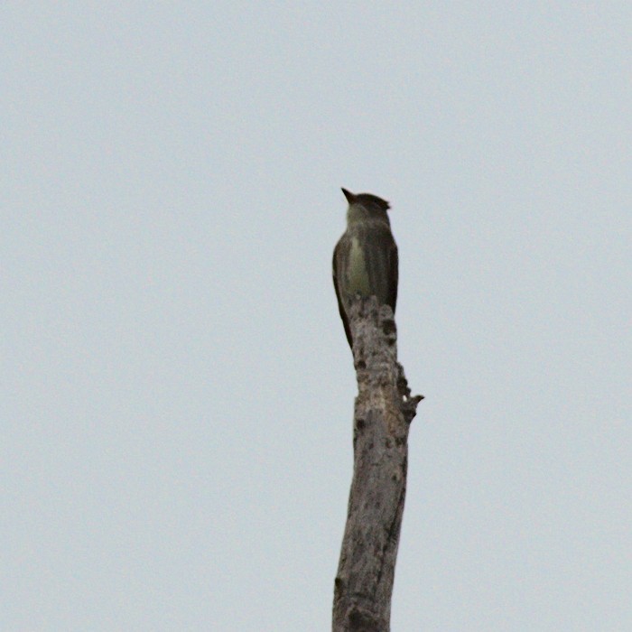 Olive-sided Flycatcher - Dale Lambert