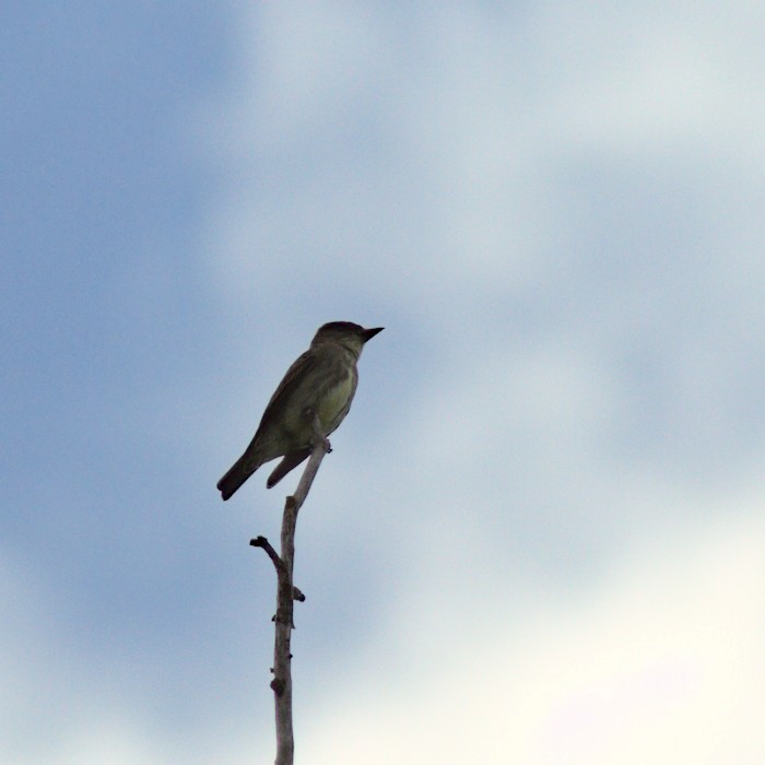 Olive-sided Flycatcher - ML338205661