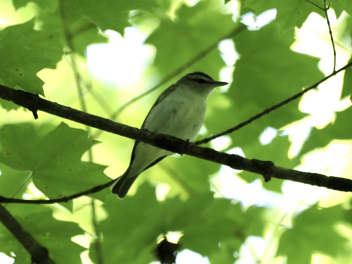 Red-eyed Vireo - ML338205801