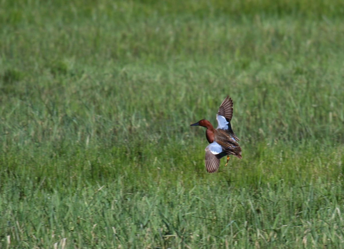 Cinnamon Teal - Greg Gillson