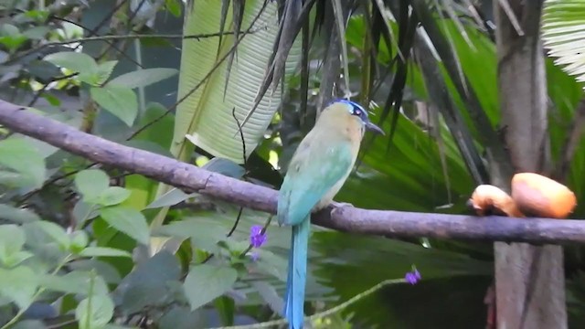 Lesson's Motmot - ML338209281