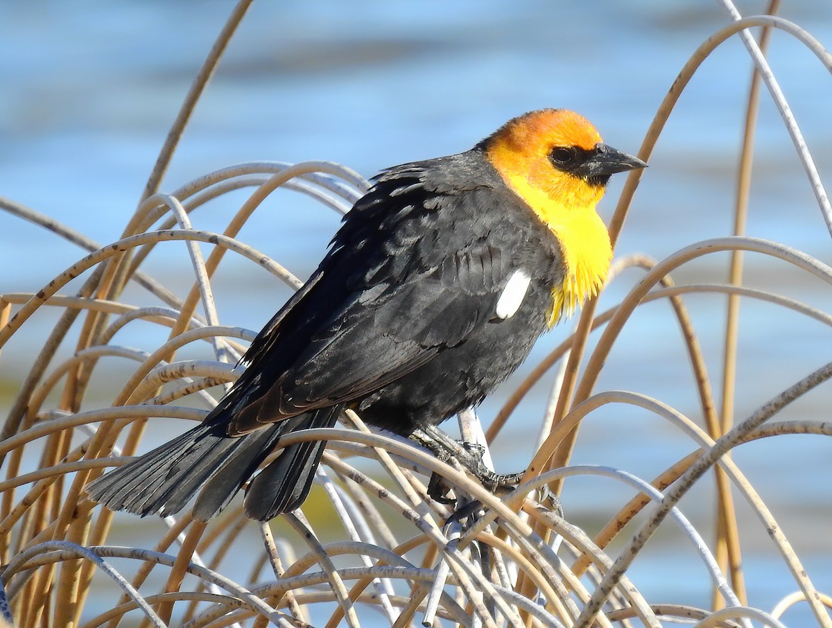 Yellow-headed Blackbird - Bobby Dailey