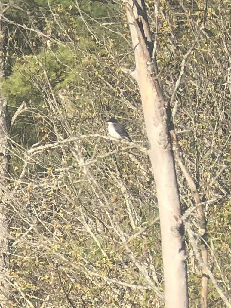 Eastern Kingbird - ML338211861