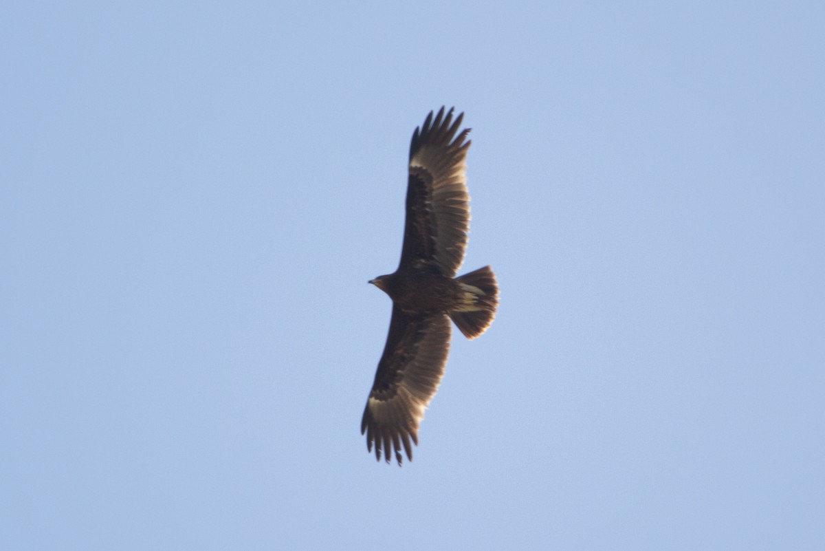 Greater Spotted Eagle - ML338211881