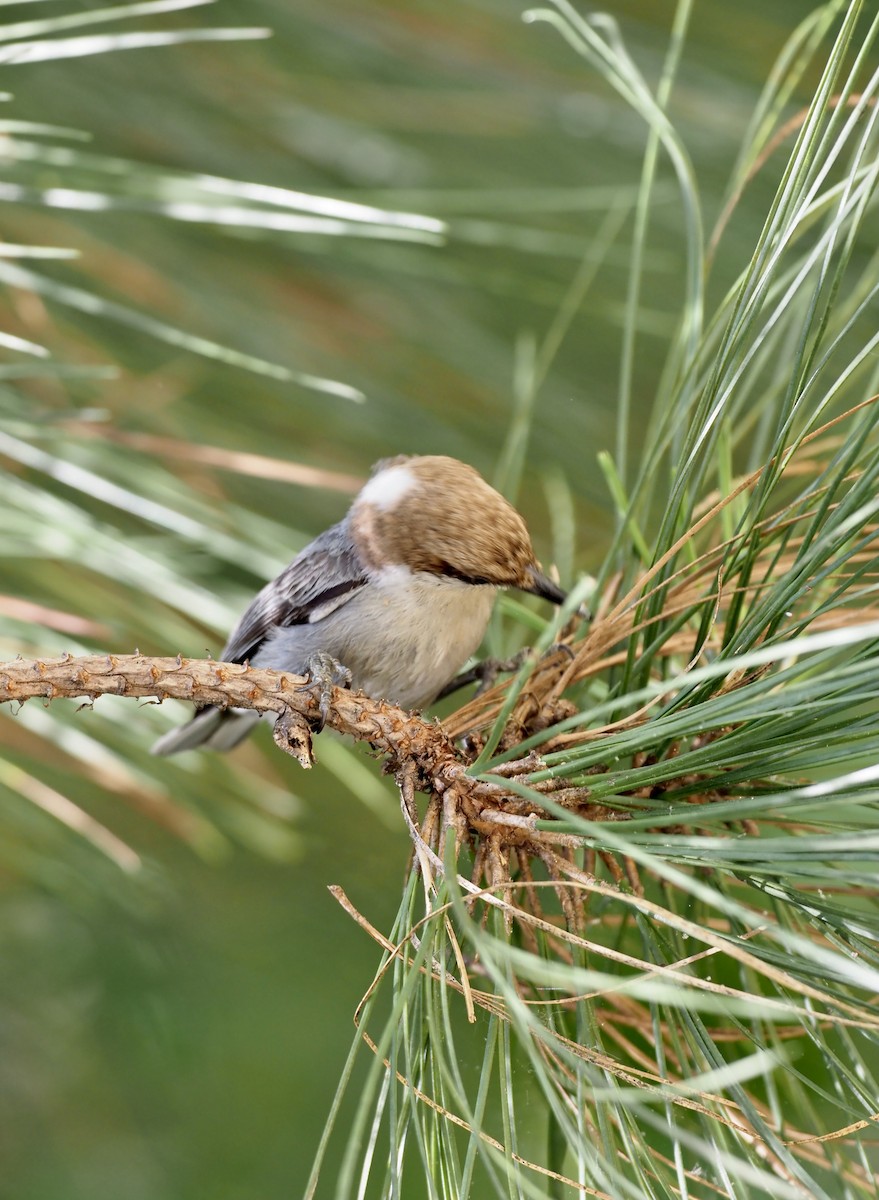 Brown-headed Nuthatch - ML338212381