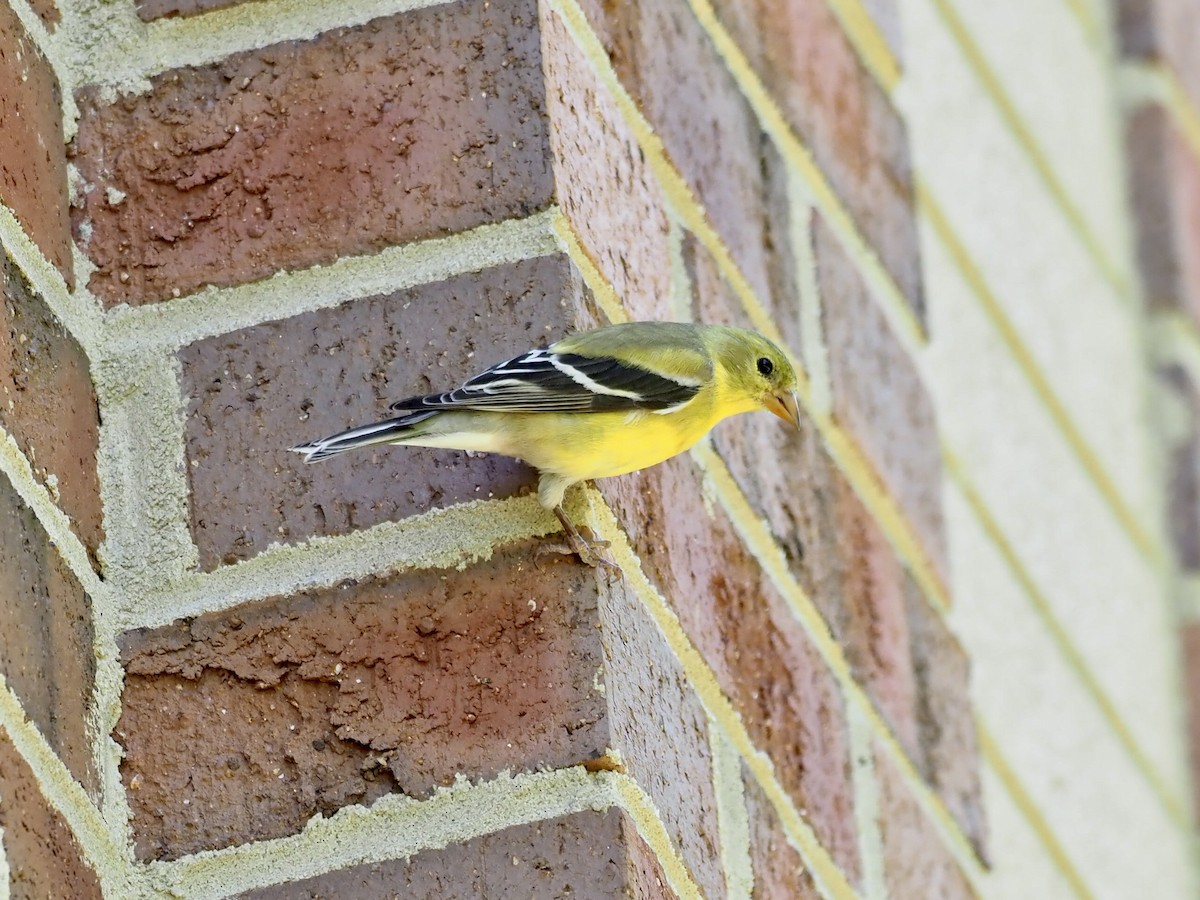 American Goldfinch - ML338212461