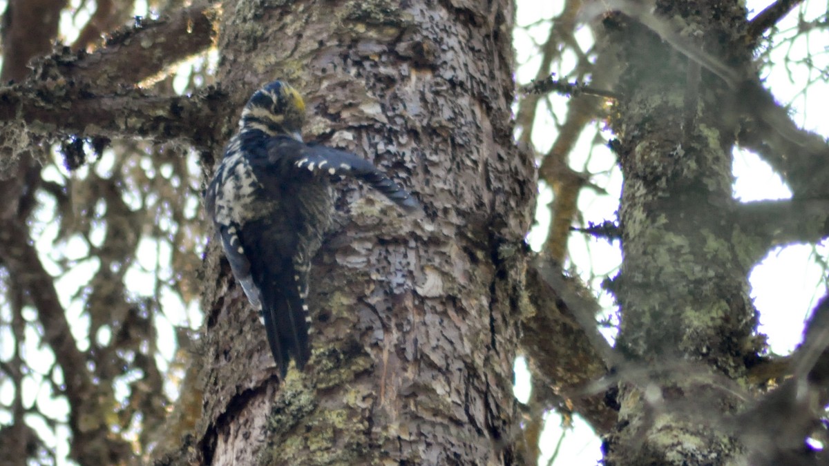 Eurasian Three-toed Woodpecker - Raphaël Nussbaumer