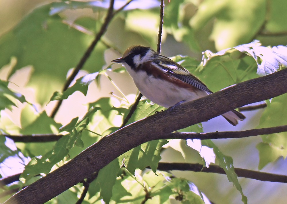 Chestnut-sided Warbler - ML338213201