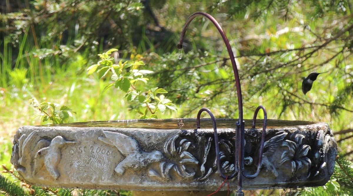 Ruby-throated Hummingbird - ML338214471