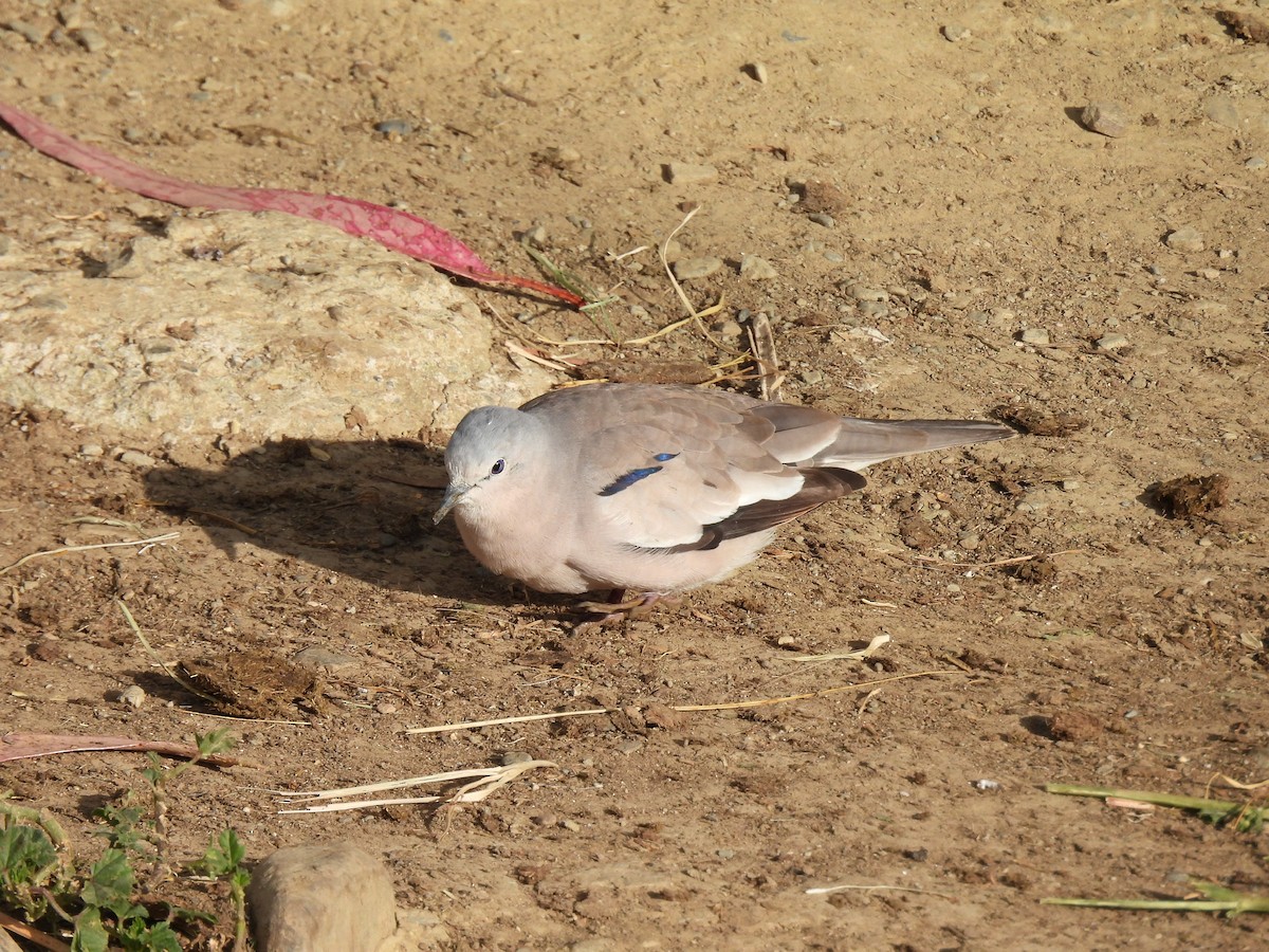 Picui Ground Dove - Jennifer Nelson