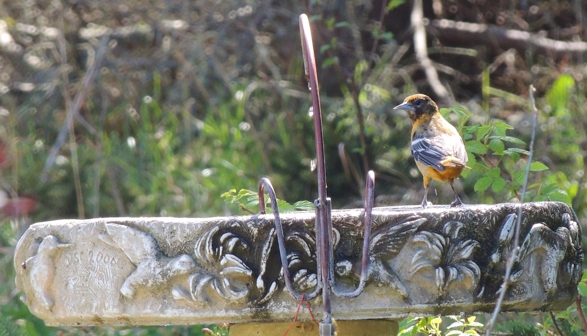 Baltimore Oriole - ML338214591