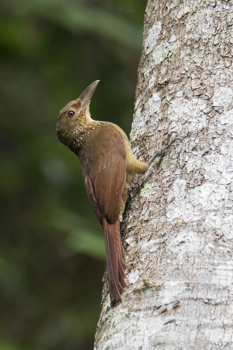 Cinnamon-throated Woodcreeper - Luiz Matos