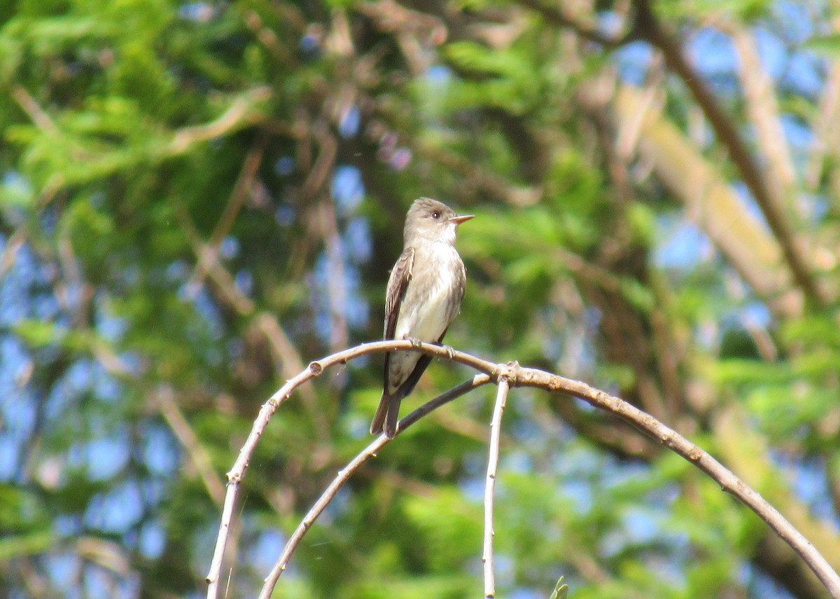 Olive-sided Flycatcher - Siera Nystrom