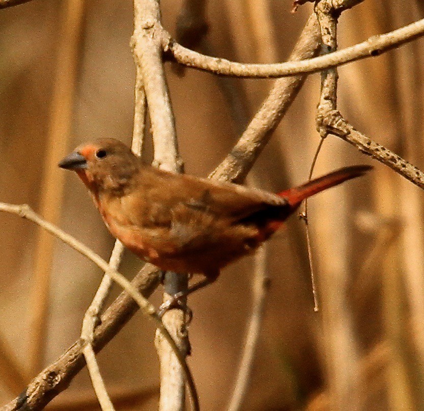 Jameson's Firefinch - ML338215321