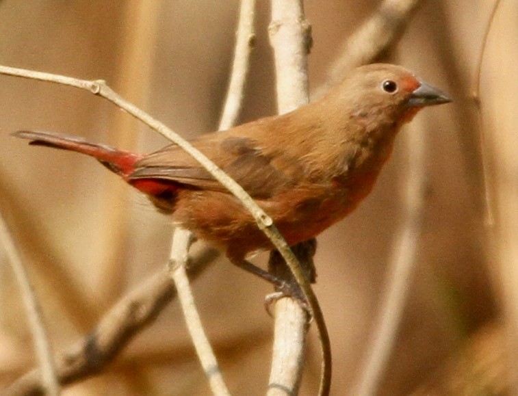 Jameson's Firefinch - ML338215361