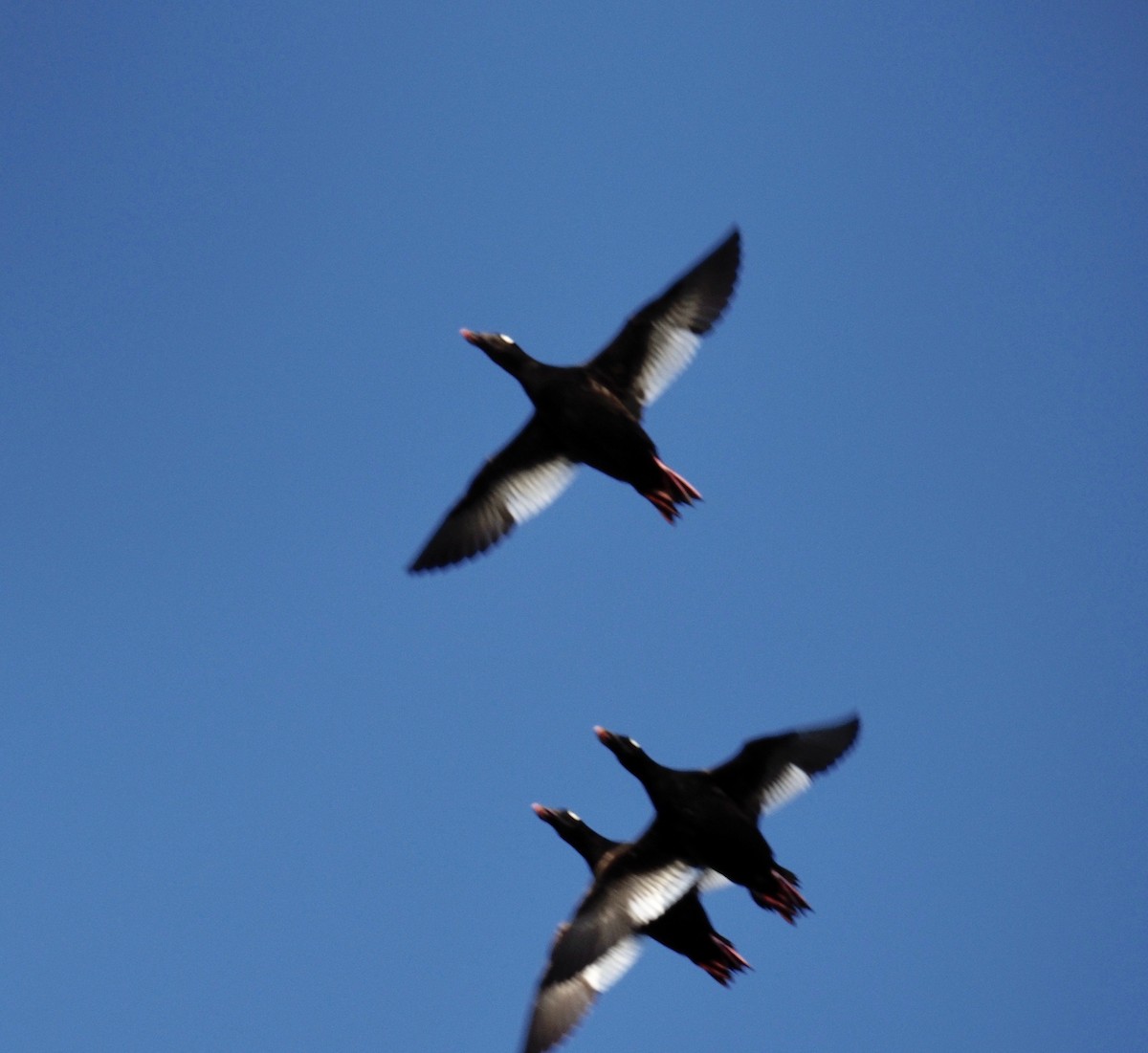 White-winged Scoter - Bruce Gates