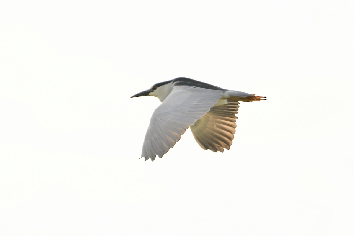 Black-crowned Night Heron - ML338218011