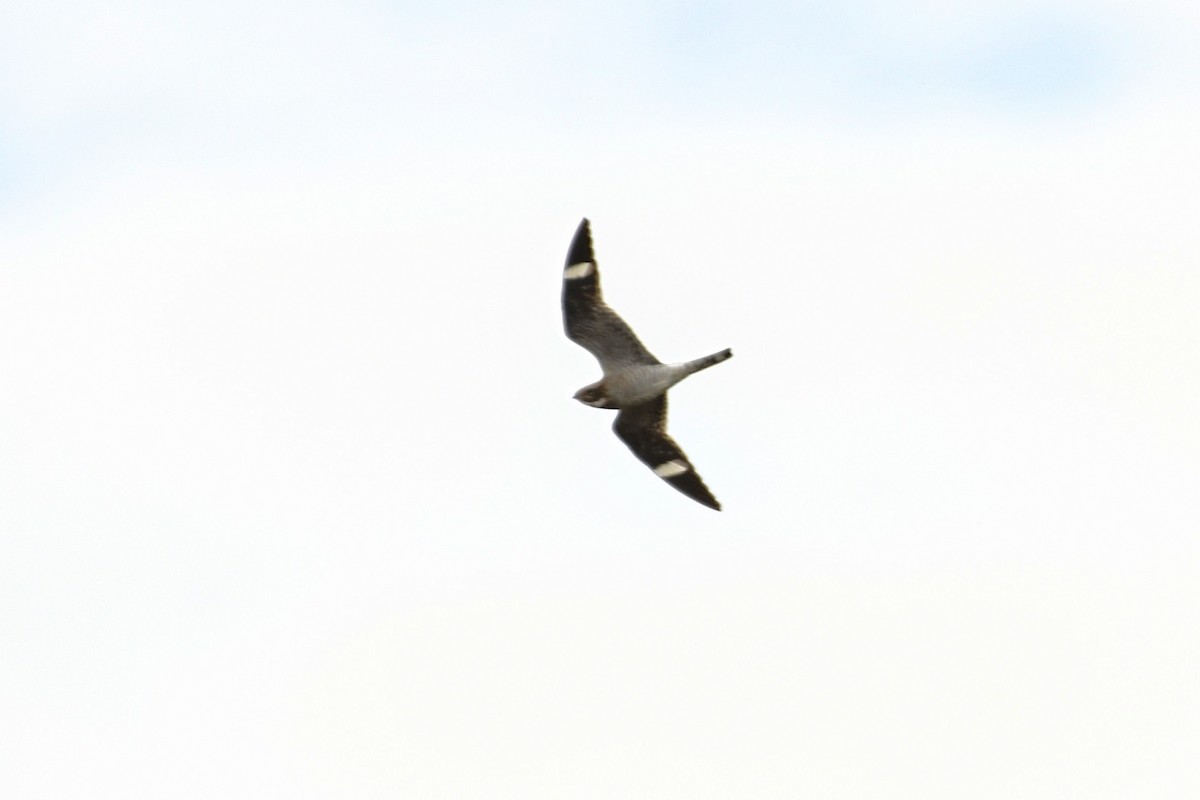 Common Nighthawk - ML338218131