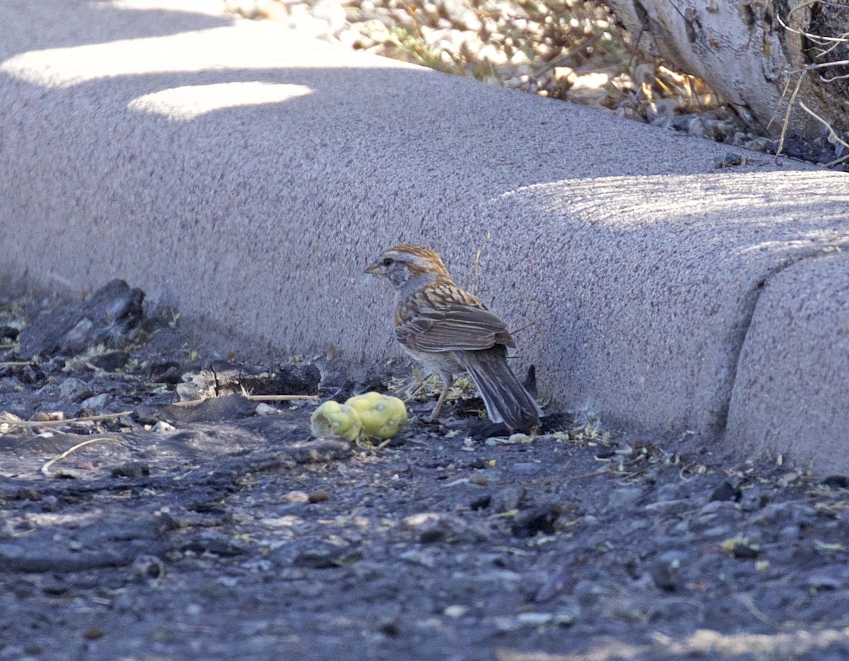 Rufous-winged Sparrow - ML338218521