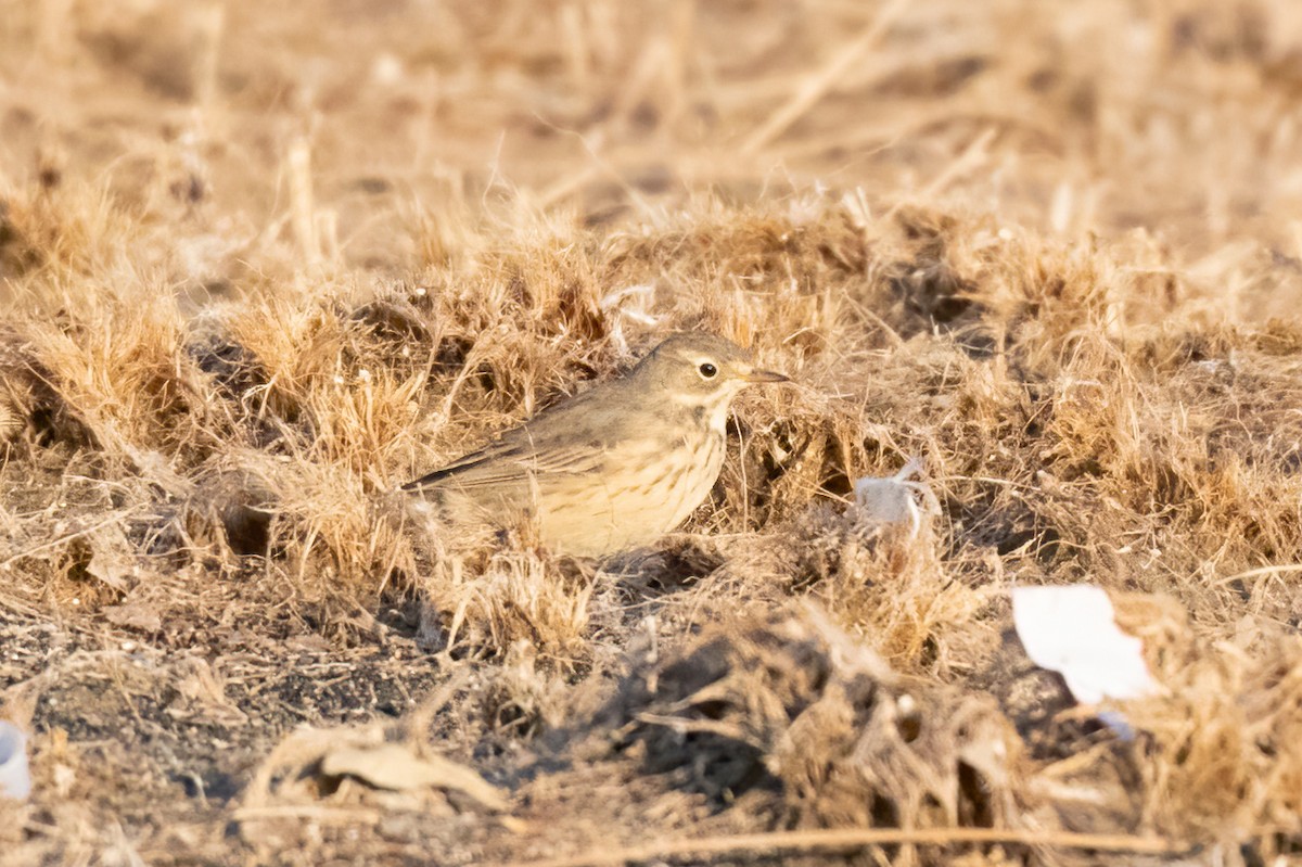 American Pipit - Anonymous eBirber