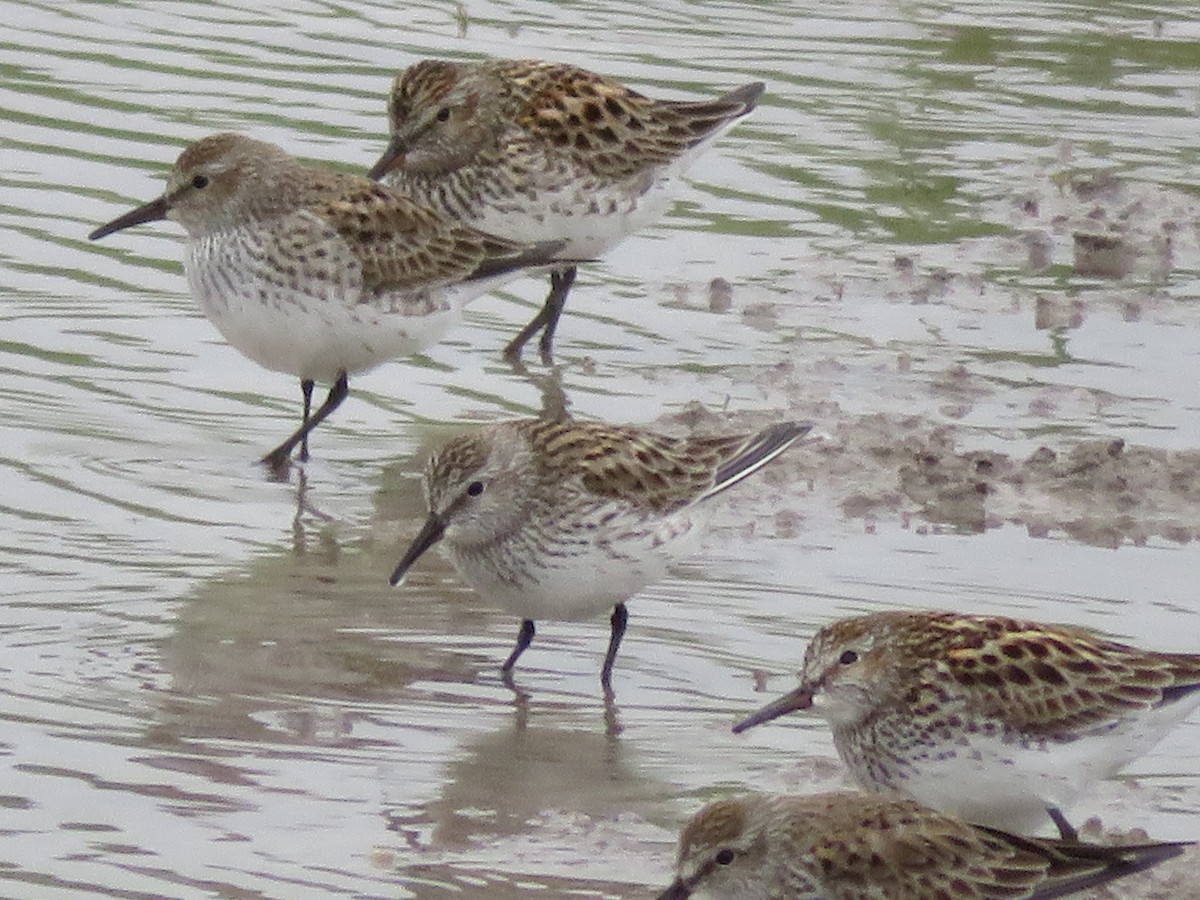 White-rumped Sandpiper - ML338220541