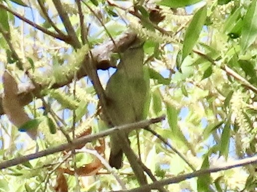 Tennessee Warbler - ML338221951