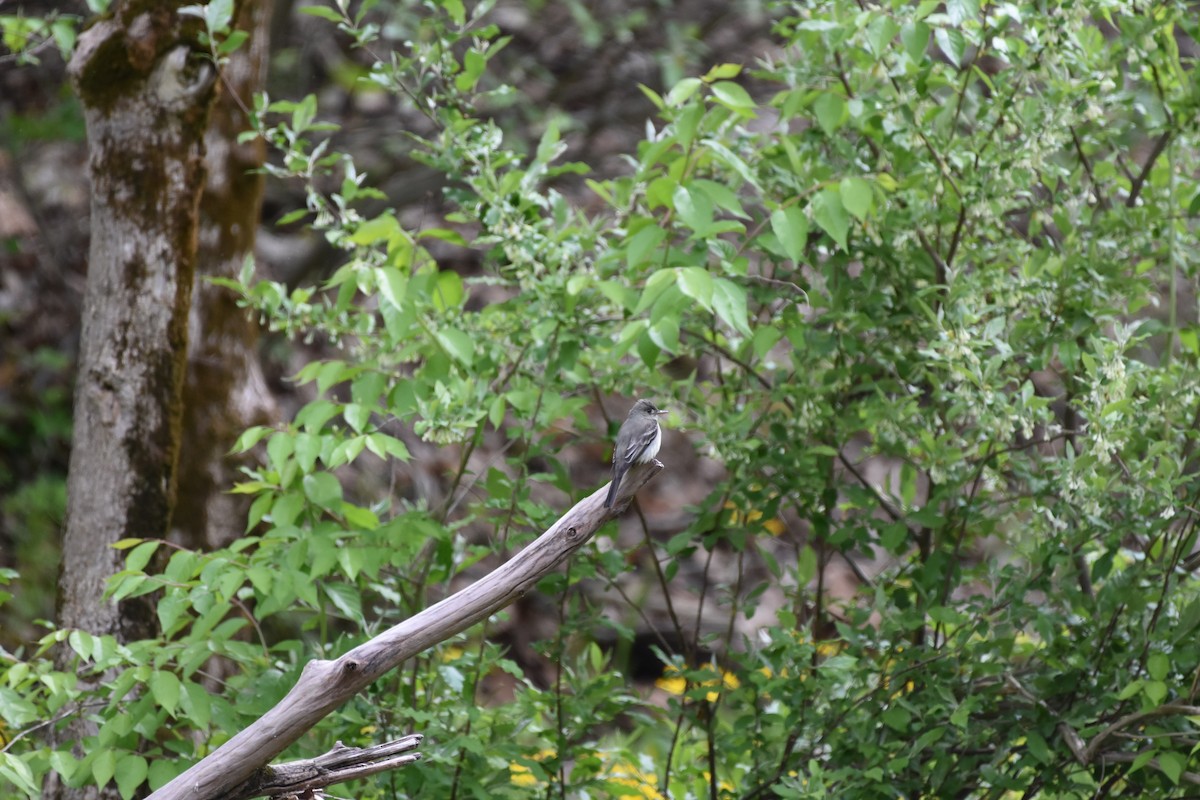 Eastern Wood-Pewee - ML338222181