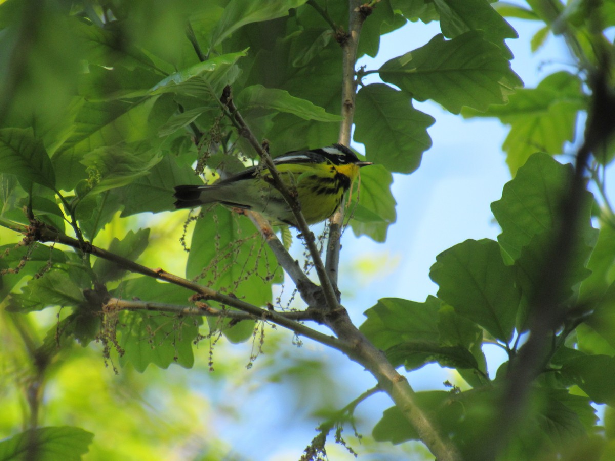 Magnolia Warbler - ML338222311