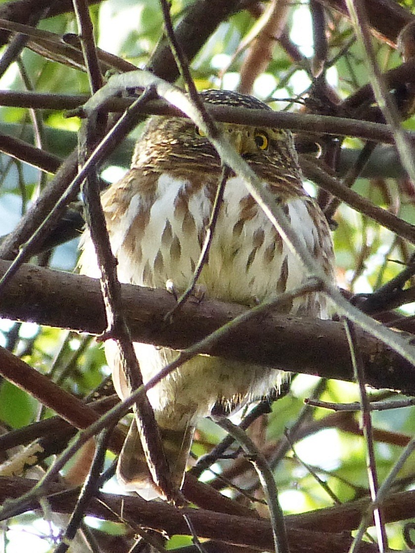 Collared Owlet - Shelley Rutkin