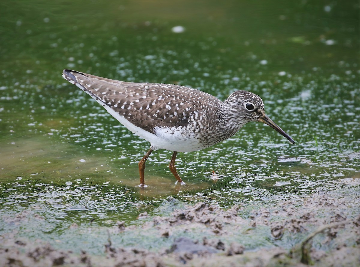 Solitary Sandpiper - Evan Pannkuk