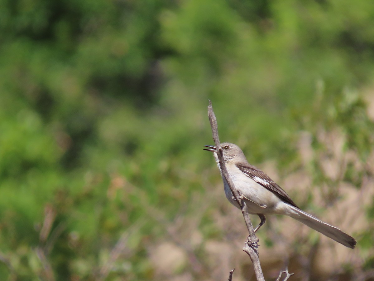 Northern Mockingbird - ML338225271