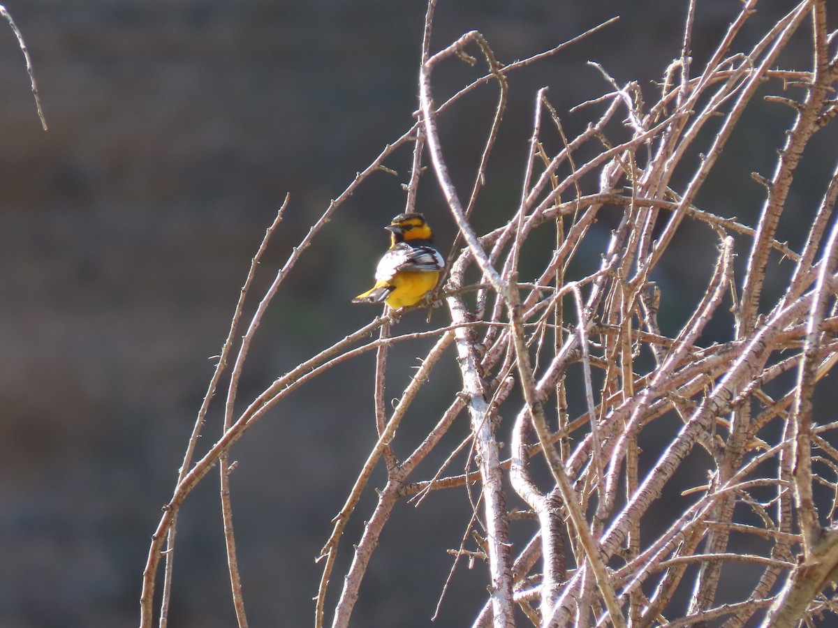 Bullock's Oriole - ML338225451