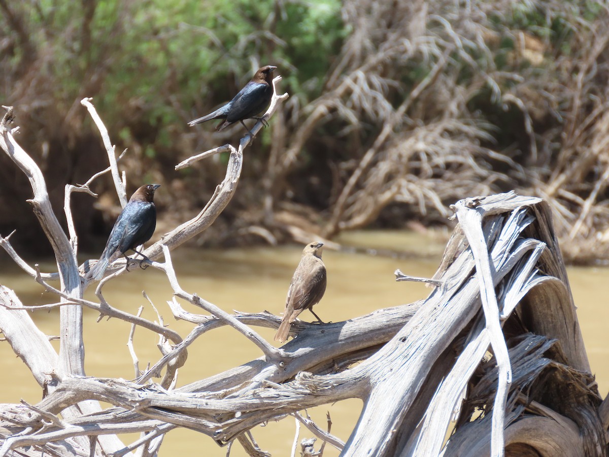 Brown-headed Cowbird - ML338225561