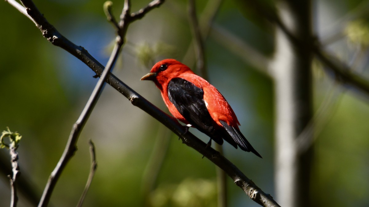 Scarlet Tanager - ML338228031