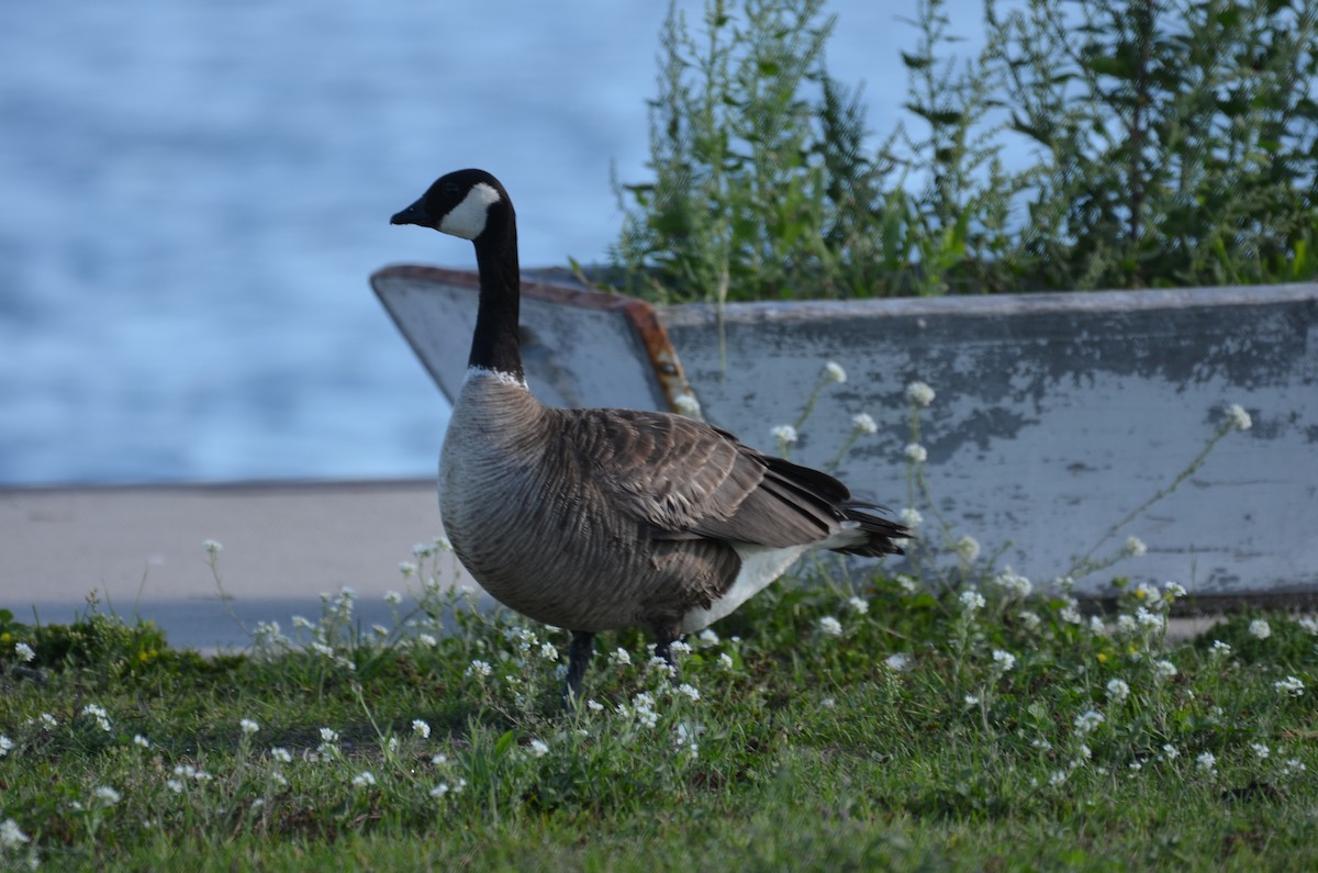 Cackling Goose (Richardson's) - ML33823271