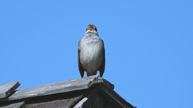 White-crowned Sparrow (nuttalli) - ML338234441