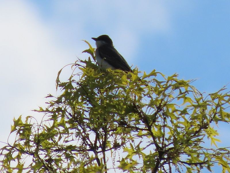 Eastern Kingbird - ML338235711