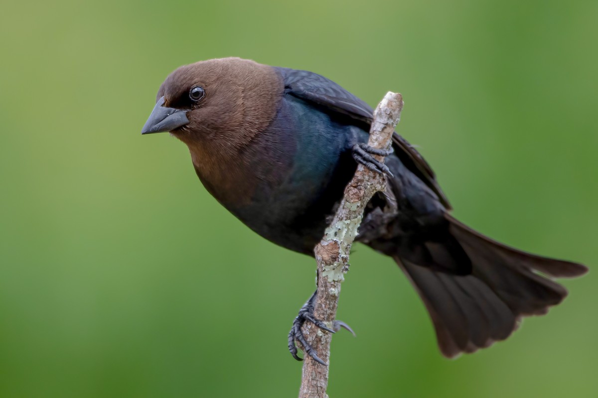 Brown-headed Cowbird - ML338236241