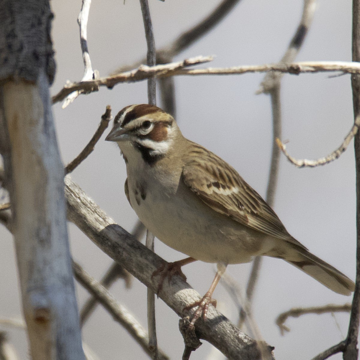 Lark Sparrow - Dave Prentice