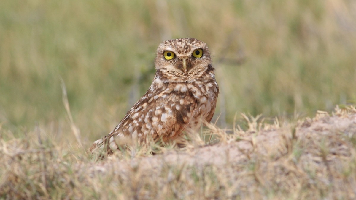 Burrowing Owl - Nate Swick