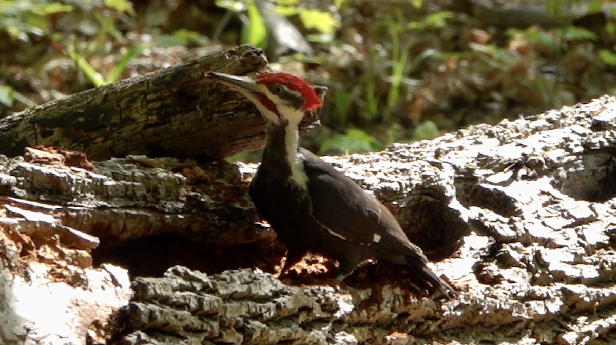Pileated Woodpecker - ML338238321