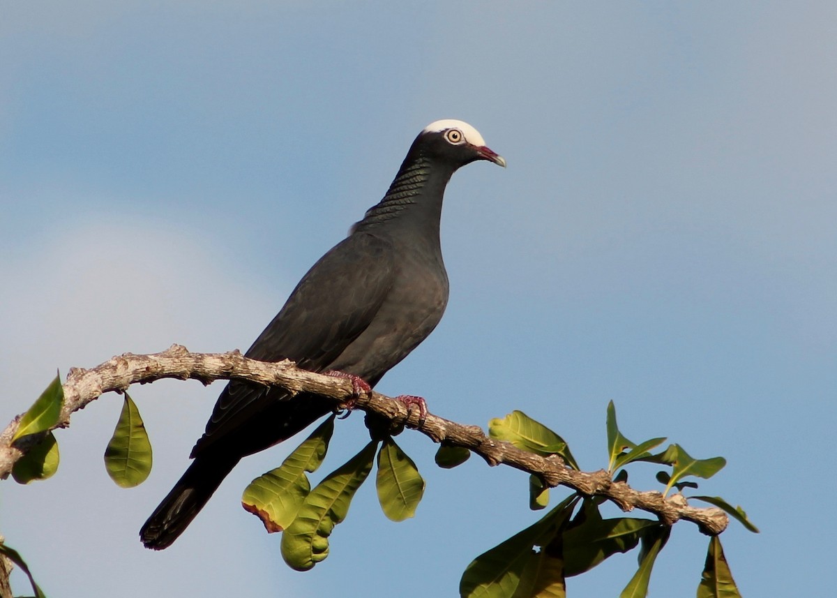 White-crowned Pigeon - Holly Kleindienst